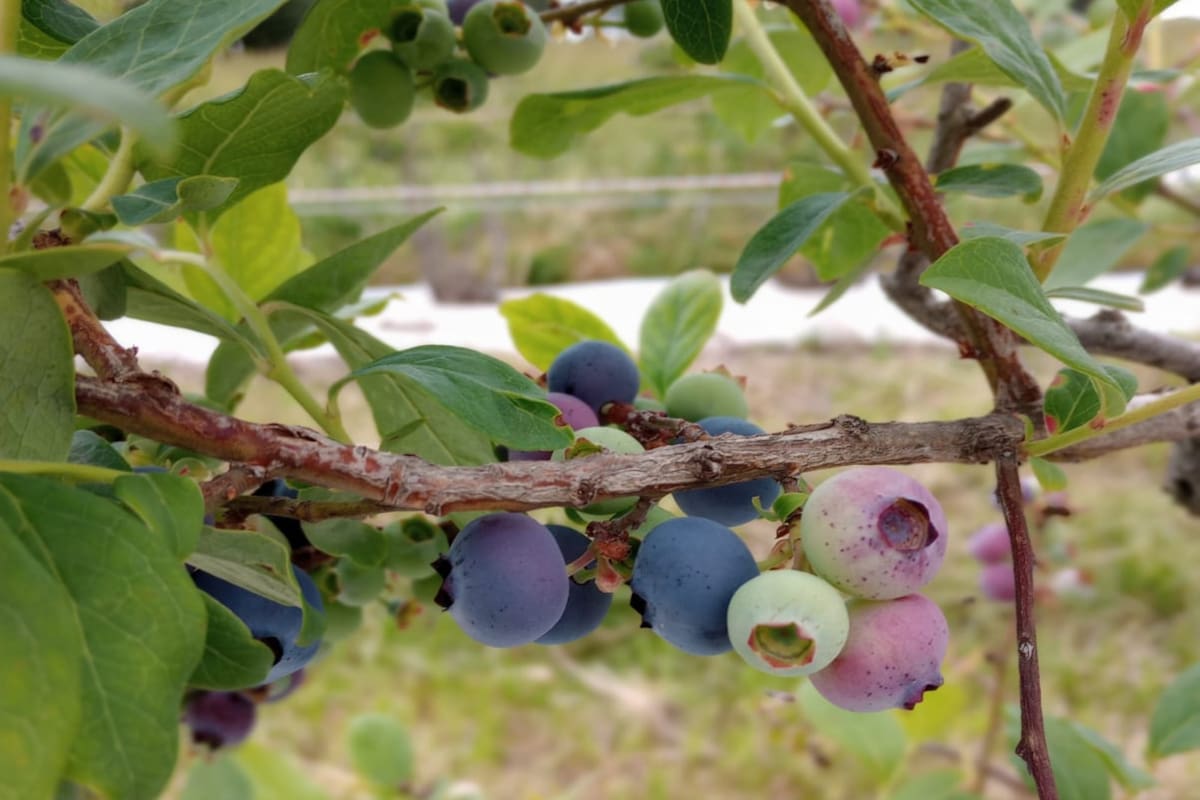 Arándanos en Coronel Suárez