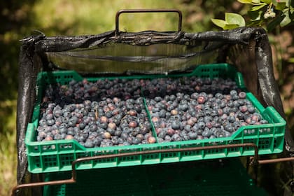 Arándanos y boysenberries se cosechan de octubre a diciembre.