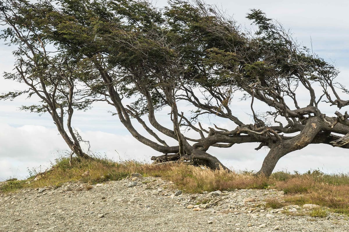 El Alerce abuelo, de más de 2600 años, en el Parque Nacional Los Alerces.