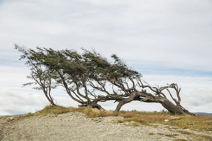 Árbol bandera en la ruta J de Tierra del Fuego.