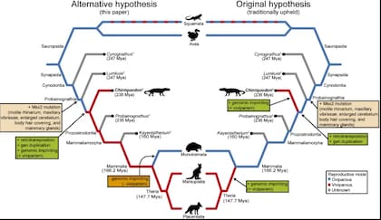 Árbol evolutivo de los sinápsidos: la hipótesis del estudio sitúa la viviparidad en el Triásico, antes de lo esperado