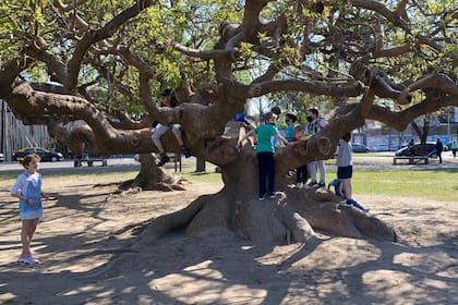 Arbol mata pelotero, en el cumpleaños de Simón en el parque Saavedra