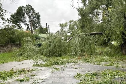 Árboles caídos en Colonia tras el fuerte temporal registrado este domingo