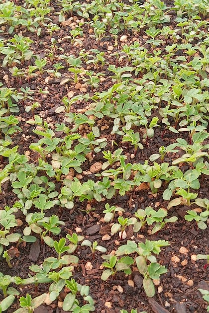 Árboles de tabaquillo recién germinados.