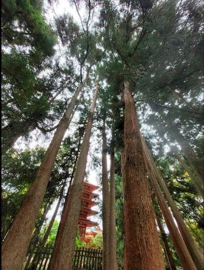 Árboles en el parque Golden Gate, en San Francisco