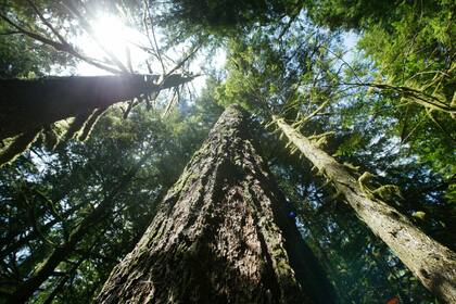 Árboles en el sendero del río Salmon, el 25 de junio de 2004, en el Bosque Nacional Mt. Hood, a las afueras de Zigzag, Oregon. (AP Foto/Rick Bowmer, Archivo)