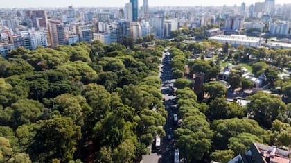 Arboles en la ciudad