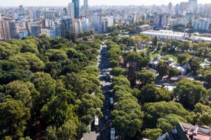 Arboles en la ciudad