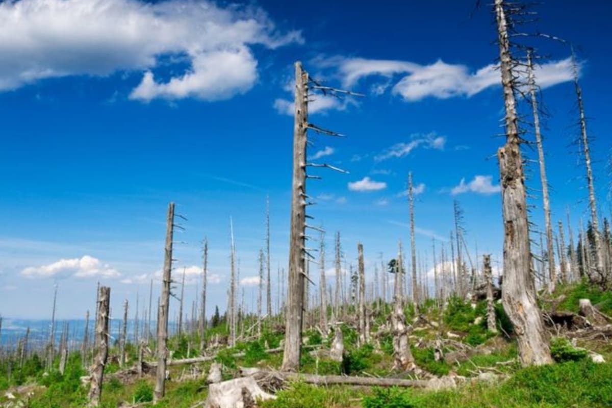 Árboles en partes de los bosques están despojados de hojas, y en América del Norte algunos lagos están tan desprovistos de vida que sus aguas se vuelven de un inquietante azul traslúcido