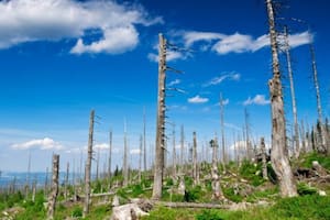Árboles en partes de los bosques están despojados de hojas, y en América del Norte algunos lagos están tan desprovistos de vida que sus aguas se vuelven de un inquietante azul traslúcido