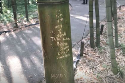 Árboles tallados por turistas en el famoso bosque de bambú de Arshiyama, en Kioto