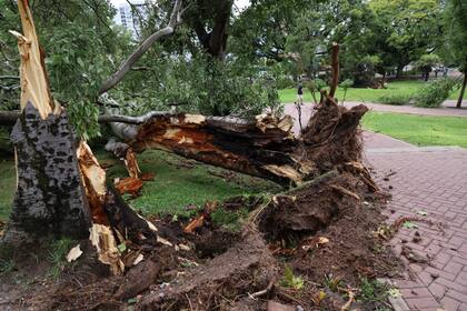 Arboles y ramas caídos en Parque Lezama