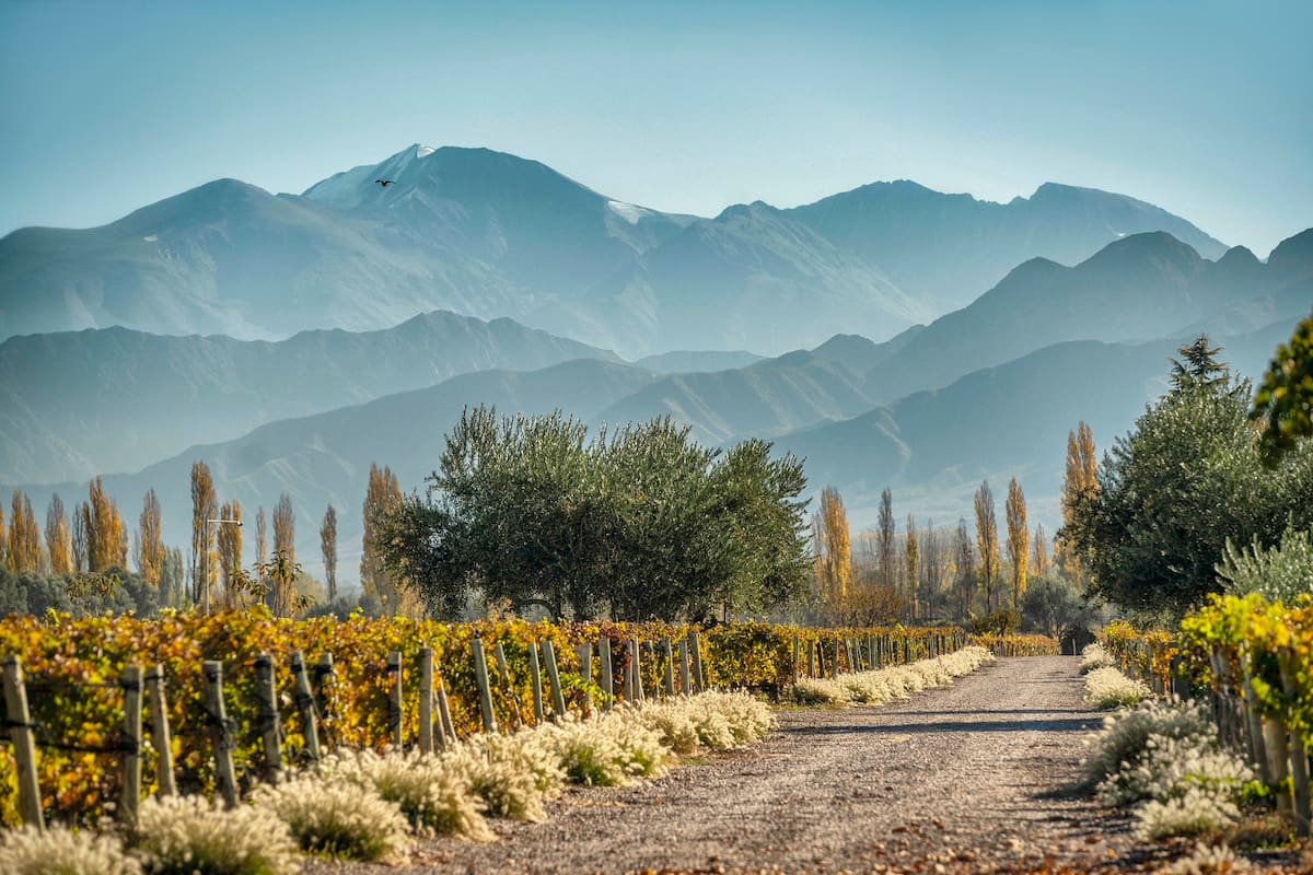 Árboles y vegetación en el viñedo, claves en el vino que se hace mediante agricultura regenerativa