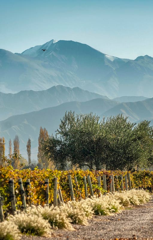 Árboles y vegetación en el viñedo, claves en el vino que se hace mediante agricultura regenerativa