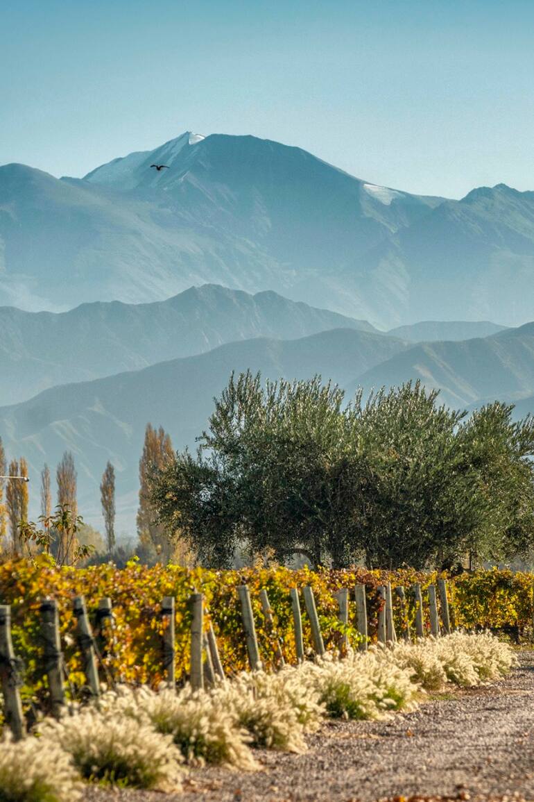 Árboles y vegetación en el viñedo, claves en el vino que se hace mediante agricultura regenerativa