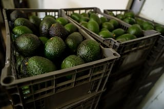 Las razones detrás de las interrupciones en la venta de aguacates mexicanos a EE.UU.