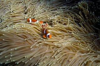 Casi todos los arrecifes de coral corren riesgo de colapso en 50 años, advierte estudio