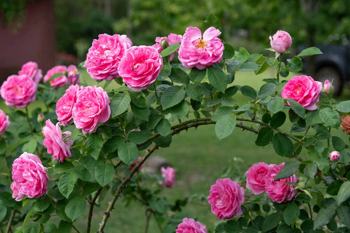 Archivo.- El bicarbonato de sodio tiene propiedades que protegen a los rosales de los insectos