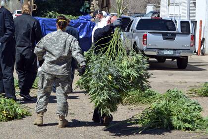 ARCHIVO - En esta fotografía de archivo del 14 de abril de 2016, investigadores trasladan plantas de marihuana a un camión de la Guardia Nacional afuera de un cultivo ilegal en el norte de Denver. (AP Foto/P. Solomon Banda, archivo)