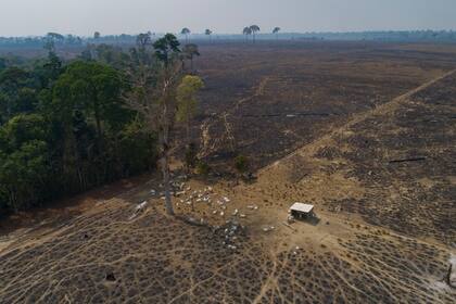 ARCHIVO - En esta fotografía de archivo del 23 de agosto de 2020, ganado pasta sobre tierras quemadas y deforestadas recientemente por ganaderos cerca de Novo Progresso, estado Pará, Brasil. (AP Foto/André Penner, archivo)