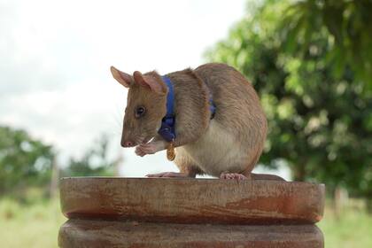 ARCHIVO - En esta fotografía sin fecha emitida por PDSA, se muestra a la rata Magawa en Siem Riep, Camboya. (PDSA via AP, Archivo)