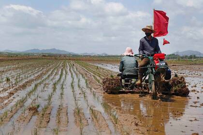 ARCHIVO - En esta imagen del 25 de mayo de 2021, campesinos plantando arroz en la Granja Cooperativa Namsa del distrito de Rangnang, en Pyongyang, Corea del Norte. (AP Foto/Jon Chol Jin, Archivo)