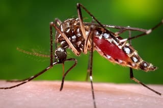 Brote de dengue en Florida es el más grande en décadas en el territorio continental de EEUU