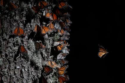ARCHIVO - Esta foto del 31 de enero de 2020 muestra a varias mariposas monarca que cubren el tronco de un árbol en el santuario El Rosario, cerca de Ocampo, estado de Michaocán, en México, adonde cada año vienen a invernar desde Canadá y Estados Unidos. (AP Foto/Rebecca Blackwell, Archivo)