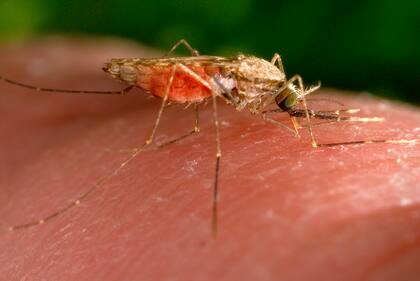 ARCHIVO - Esta fotografía de 2014 facilitada por los Centros para el Control y la Prevención de Enfermedades de EEUU muestra una hembra del mosquito Anopheles gambiae mientras se alimenta