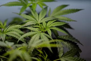 Aumentan los casos de náuseas entre consumidores crónicos de marihuana en EE.UU.