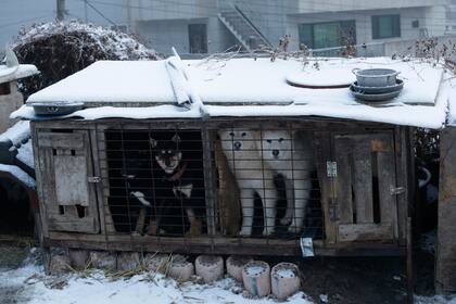 ARCHIVO - Esta fotografía muestra unos perros en jaulas en un criadero de Siheung, Corea del Sur, el 23 de febrero de 2018. (AP Foto/Ahn Young-joon, Archivo)