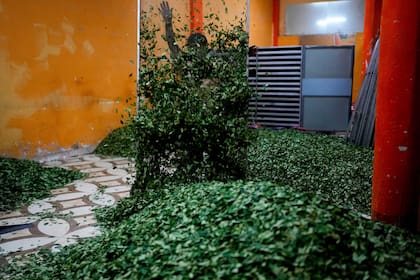 ARCHIVO - Hojas de coca se extienden en un patio después de ser retiradas de un horno de secado de c
