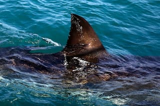 Cierran playas del Cabo Oriental de Sudáfrica por ataque mortal de tiburón