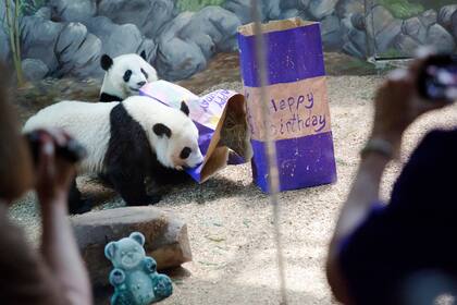 ARCHIVO - Las gemelas de panda gigante Mei Huan, detrás, y Mei Lun, juegan con sus regalos rellenos de galletas mientras celebran su segundo cumpleaños en el Zoo de Atlanta el 15 de julio de 2015, en Atlanta. (AP Foto/David Goldman, Archivo)
