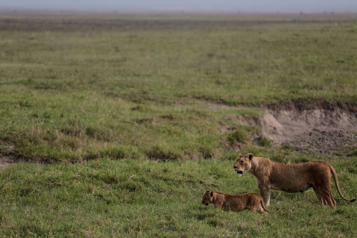 ARCHIVO - Leones caminan por la Zona de Conservación del Cráter de Ngorongoro, al oeste de Arusha, e