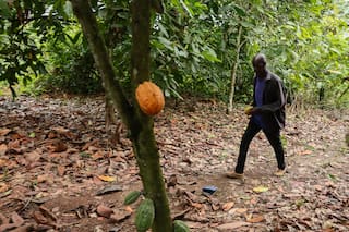 El Parlamento de Ghana aprueba duras protecciones al cultivo de cacao, con hasta 20 años de cárcel