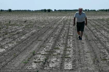 ARCHIVO - Pablo Giailevra camina en su campo de algodón durante una sequía en curso en Tostado, provincia de Santa Fe, Argentina, el 18 de enero de 2023. (AP Foto/Gustavo Garello, Archivo)