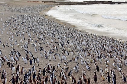 ARCHIVO - Pingüinos de Magallanes cubren una playa en la península de Punta Tombo, en la Patagonia argentina, el 17 de febrero de 2017. (Foto AP/Maxi Jonas, Archivo)