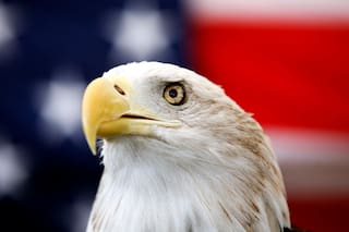 El águila calva es ya oficialmente el ave nacional de Estados Unidos