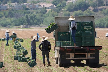 Archivo.- Trabajadores agrícolas recolectan verduras, el 12 de junio de 2025, en Moorpark, California