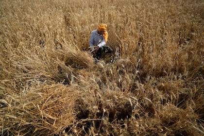 ARCHIVO - Un campesino cosecha trigo a las afueras de Jammu, India. Las pérdidas y daños son el lado humano de un asunto controvertido que probablemente dominará las negociaciones climáticas en Egipto. (AP Foto/Channi Anand, Archivo)