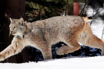 ARCHIVO – Un lince canadiense en el Bosque Nacional de Río Grande tras ser liberado cerca de Creede, Colorado, el 19 de abril de 2005. (AP Foto/David Zalubowski, Archivo)