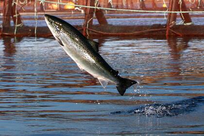 ARCHIVO - Un salmón del Atlántico salta en una granja de Cooke Aquaculture cerca de Eastport, Maine, el 11 de octubre de 2008. (Foto AP/Robert F. Bukaty, Archivo)