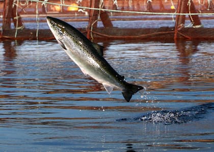 ARCHIVO - Un salmón del Atlántico salta en una granja de Cooke Aquaculture cerca de Eastport, Maine, el 11 de octubre de 2008.