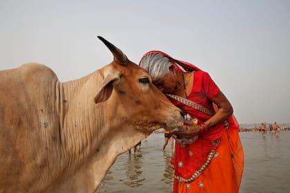 ARCHIVO - Una mujer adora una vaca mientras varios hindúes rezan en el río Ganges, sagrado para ellos, durante el festival Ganga Dussehra festival in Allahabad, India, el 8 de junio de 2014. (AP Foto/Rajesh Kumar Singh, Archivo)