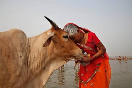 ARCHIVO - Una mujer adora una vaca mientras varios hindúes rezan en el río Ganges, sagrado para ellos, durante el festival Ganga Dussehra festival in Allahabad, India, el 8 de junio de 2014. (AP Foto/Rajesh Kumar Singh, Archivo)