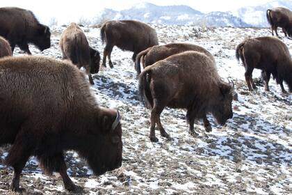 Archivo - Varios bisontes en las afueras del Parque Nacional de Yellowstone en Gardiner, Montana, el 17 de marzo de 2011.  (AP Foto/Janie Osborne, Archivo)