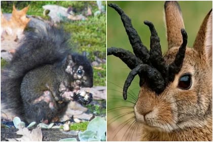 El virus, que también afecta a ardillas, suele aparecer en verano en Colorado, Dakota del Sur, Minnesota, Kansas, Iowa y Texas