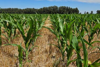 Área de maíz argentino crecería a 7,8 millones has gracias a lluvias: Bolsa Cereales Buenos Aires