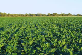 Área de soja de Argentina crecería 1,2% interanual en ciclo 26/27: Bolsa de Cereales